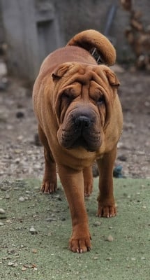 Étalon Shar Pei - ROGER MOORE du Ferraillon