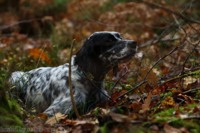 Étalon Setter Anglais - CH. SNOOPE Du Long Bec D'enchanet
