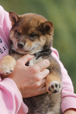 Étalon Shiba - Amatsukaze Kitsune No Tani Kensha