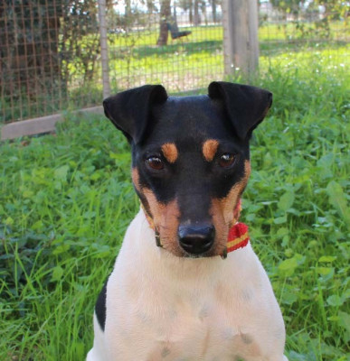 Étalon Ratonero bodeguero andaluz - Nala-AP De Carthago Spartaria