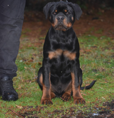 Étalon Rottweiler - Astor Du Royaume De L'Occitanie