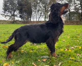Étalon Cocker Spaniel Anglais - Violette De la Plume Du Pévéle.