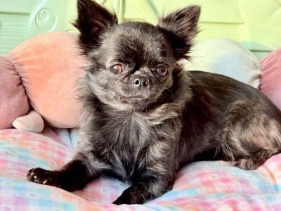 Étalon Chihuahua - Velina Luna Des Minis Bombes