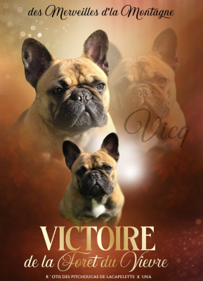 Étalon Bouledogue français - Victoire de la foret du vievre Des Merveilles D'la Montagne