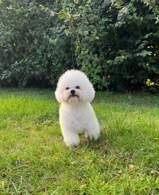 Étalon Bichon Frise - UBELLE Des Sentiers du Perche