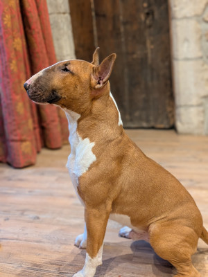Étalon Bull Terrier - Venom Du Domaine New World