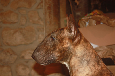 Étalon Bull Terrier - By The Wall Tiger lily