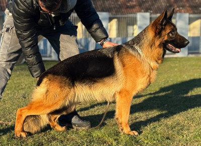 Étalon Berger Allemand - upy du domaine de sanctae crucis