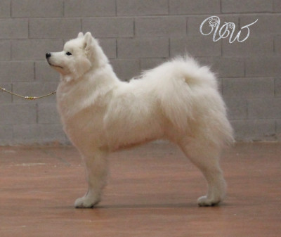 Étalon Samoyède - Valuable fire-of-sun Von Weiss Juwelen
