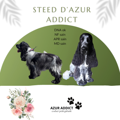 Étalon Cocker Spaniel Anglais - Steed D'Azur Addict