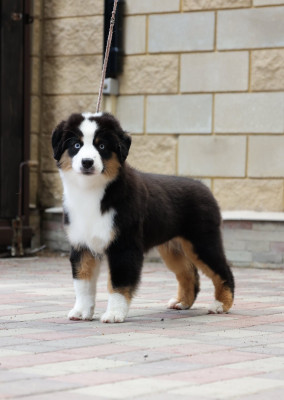 Étalon Berger Américain Miniature - sweet world Que Sera of Moonglight Dreams