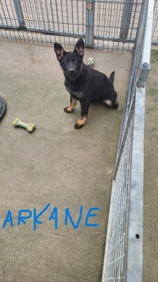 Étalon Berger Allemand - Arkane Du domaine de maryanne