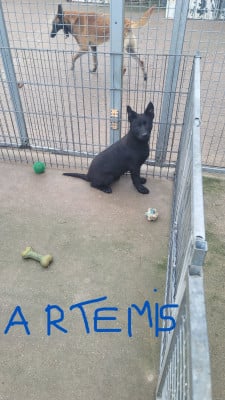 Étalon Berger Allemand - Artemis Du domaine de maryanne