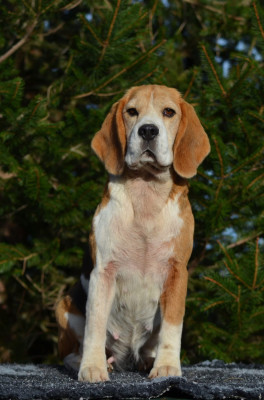 Étalon Beagle - Phanphare De Loujennandre