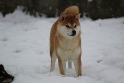 Étalon Shiba - Valkyrie Go Sakura Kensha