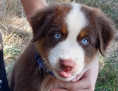 Étalon Berger Australien - TOSCA River Land Stars