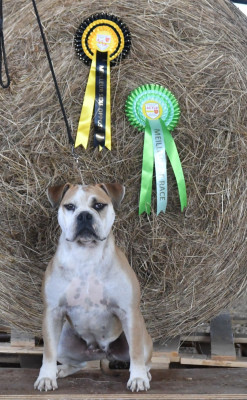 Étalon Bulldog continental - VIRDING APOCALYPSE Des Flammes Rousses
