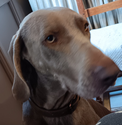 Étalon Braque de Weimar - Utah De gray ghost' de la chevalerie