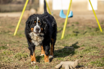 Étalon Bouvier Bernois - Zea Zaphira carallsa