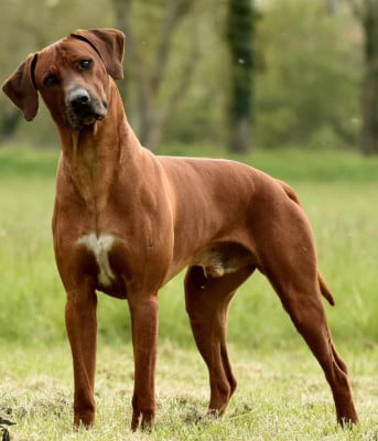 Étalon Rhodesian Ridgeback - ROSKO KUTAMBA des sables du Nord