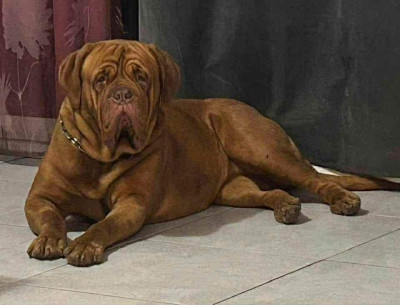 Étalon Dogue de Bordeaux - Urania d un délice de pain d épice d un délice de pain d épices