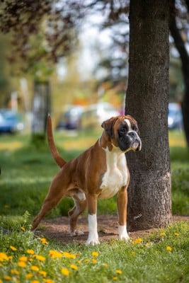 Étalon Boxer - Loto km royal box