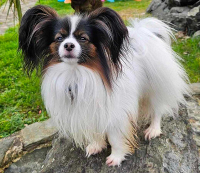 Étalon Epagneul nain Continental (Papillon) - CH. Sirius Des Ailes De Balagne