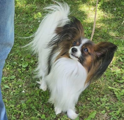 Étalon Epagneul nain Continental (Papillon) - CH. ALLEGRO CON BRIO NARNIA NABUCO
