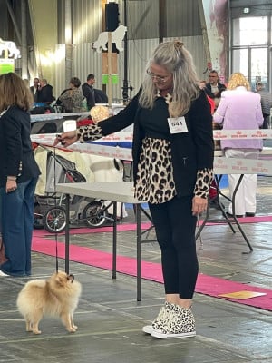 Étalon Spitz allemand - Vénom Of Lovely Blueberries