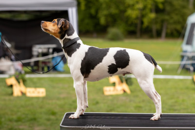 Étalon Terrier Bresilien - Earthwater Voila Voila