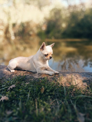 Étalon Chihuahua - Jet Set's Blue Star Stromae dit Snow