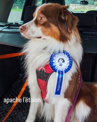 Étalon Berger Australien - True apache Titre Initial