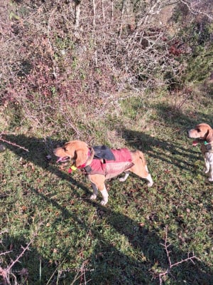 Étalon Beagle-Harrier - Tess des cerisiers de l'aval