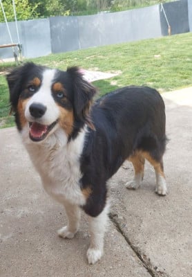 Étalon Berger Australien - Trinity De La Vallée Des Belles Bleues