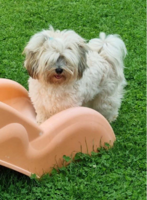 Étalon Bichon Havanais - Sheyenne Des Terres De L'Avesnois