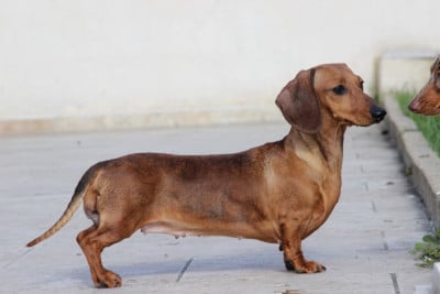 Étalon Teckel poil ras - uria Domaine D'Agyp
