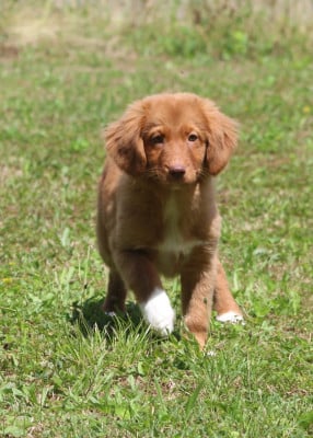 Étalon Retriever de la Nouvelle-Ecosse - Duckinson Active Song