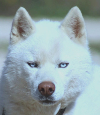 Étalon Siberian Husky - Teddy De La Tendre Puissance