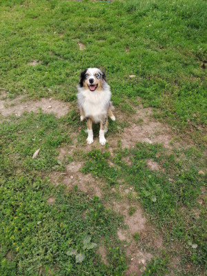 Étalon Berger Américain Miniature - Sybelle De La Bernaquiere