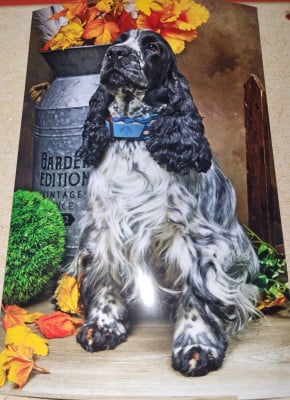 Étalon Cocker Spaniel Anglais - Very blue Du Domaine D'Anteros