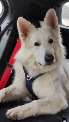 Étalon Berger Blanc Suisse - TEXAS (Sans Affixe)