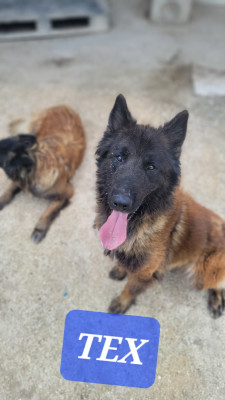 Étalon Berger Belge - TEX des hirondelles du voyage