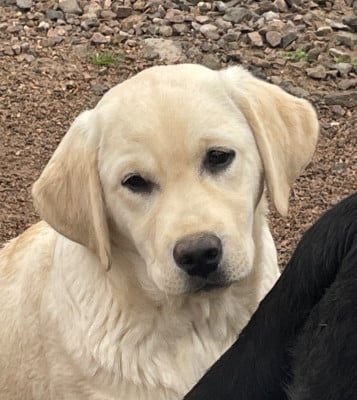 Étalon Labrador Retriever - Altesse Du Moulin Sault