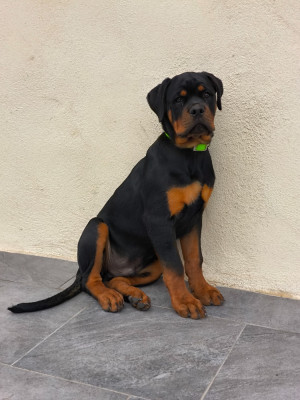 Étalon Rottweiler - Akhenaton Du Royaume De L'Occitanie