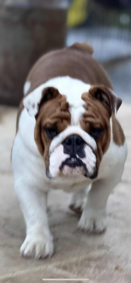 Étalon Bulldog Anglais - Vogue British Bulls Of Provins