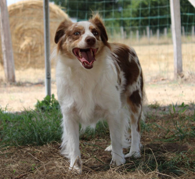 Étalon Berger Américain Miniature - Socket de la seigneurie de domaine d'eole