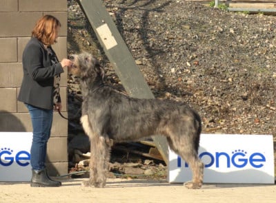 image de King Kilfane