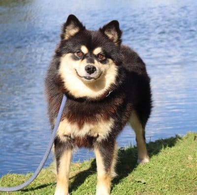 Étalon Chien finnois de Laponie - Umbrella du Mont de Saana