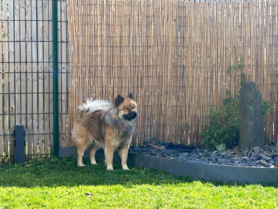 Étalon Eurasier - Ushka Idylles De La Déesse Neith