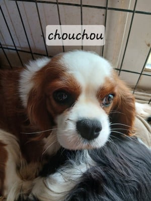Étalon Cavalier King Charles Spaniel - Ushuaia Des Amours De La Palatine